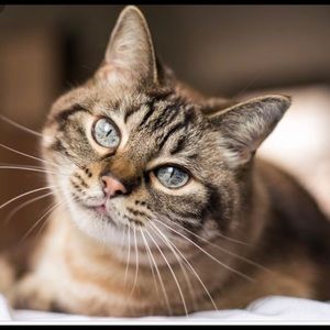 Meet your Posher, Jing